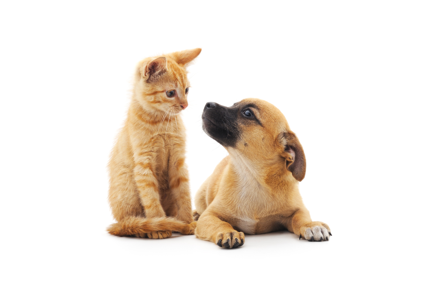 Daiwa Genki cover img