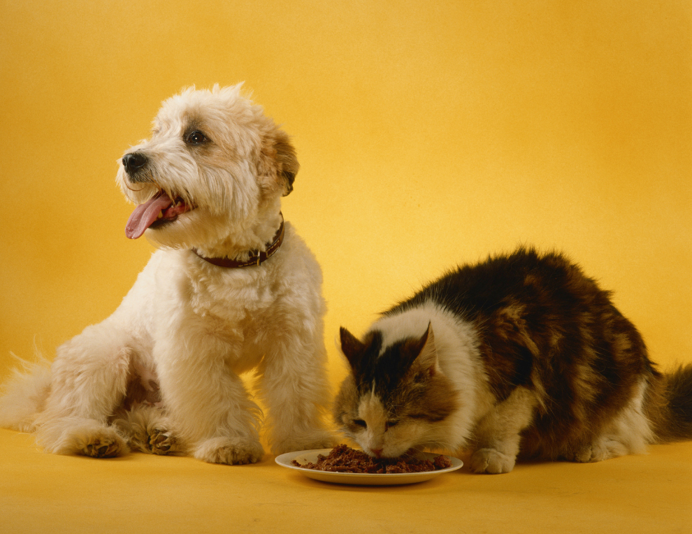 gut health cover img