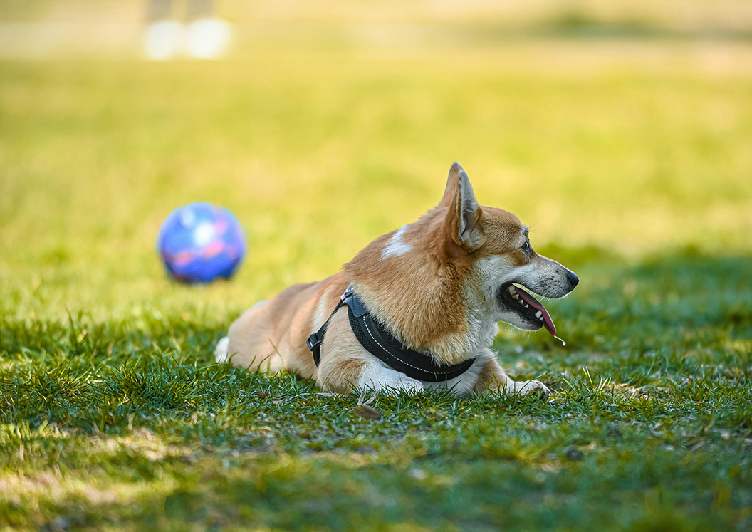 dog with ball