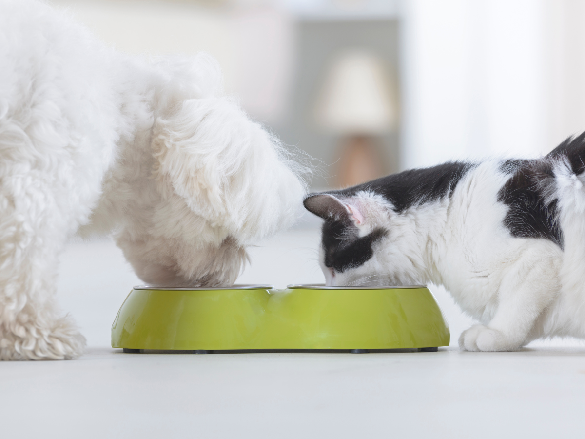 Cat and Dog Eating