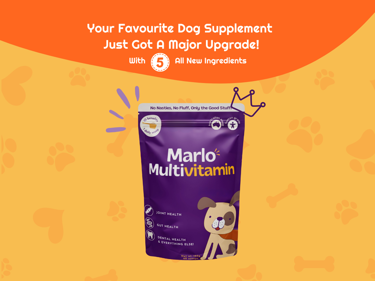 Marlo Dog supplement upgrade