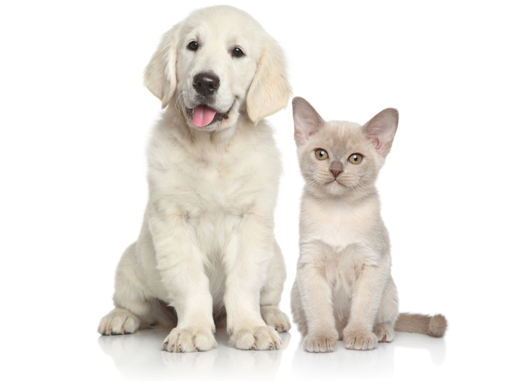 Are You Overlooking Your Furkid’s Eye Health - Picture of Cat and Dog