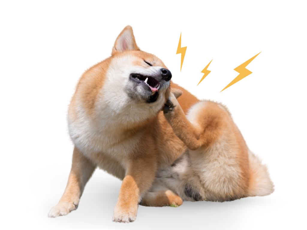 dog scratching itself