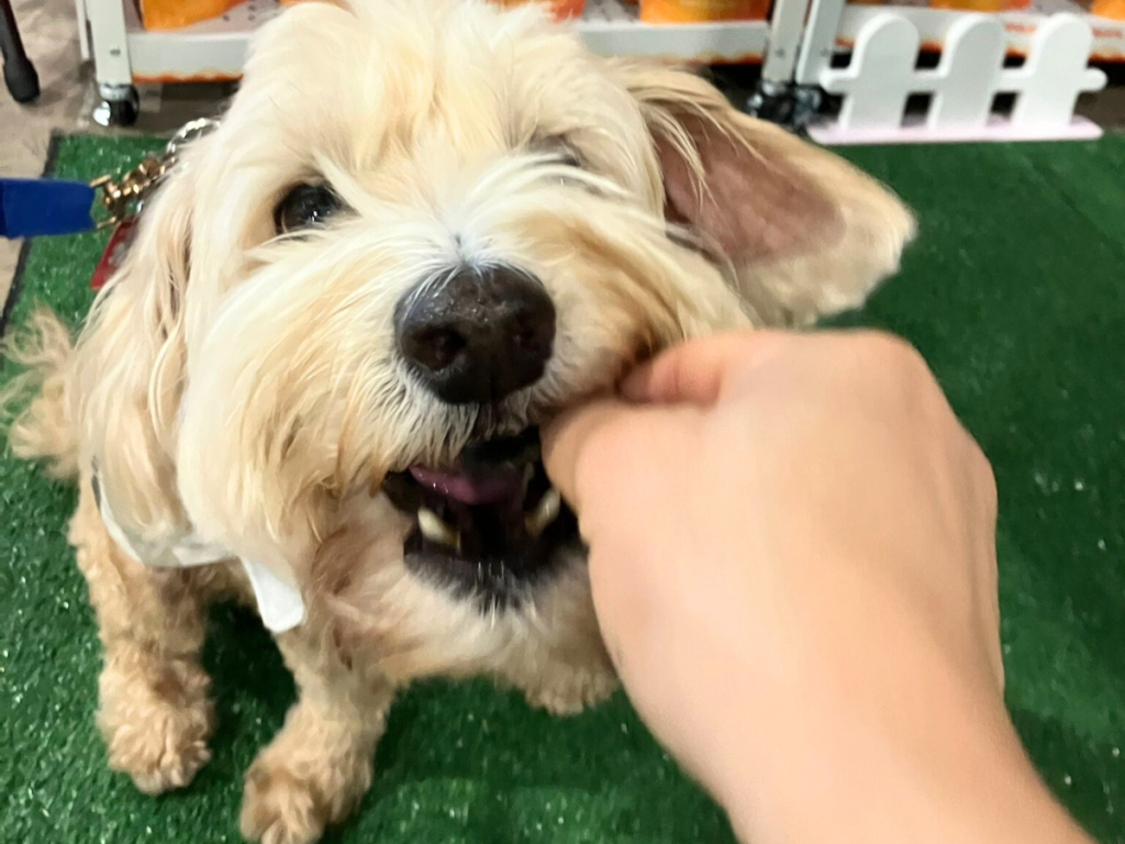 dog biting loyalty pet treats